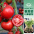 寿禾 四季番茄种子大全圣女果苗各种西红柿蔬菜番茄种籽菜苗菜籽 大红番茄苗6棵