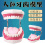 动力瓦特 牙齿模型 儿童早教刷牙模型 牙龈修复种植教具 牙齿解剖模型 大牙解剖模型3件套 
