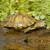 易萌 黄金巴西龟活物炫彩龟小乌龟活体宠物龟半水龟招财龟草龟活体龟 9-11厘米两只