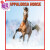 海外直订Appaloosa Horse: Learn About Appaloosa Horse and Enjoy Colorful Pictur 阿帕鲁萨马：了解阿帕鲁萨马和享受丰富多彩的图片
