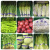 蔬菜捆扎带超市捆绑带扎菜带绿色紫蓝红色生鲜印字胶带定做 带字新鲜绿1.5*100米
