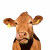 沸耐笙 FNS-32045 畜牧养殖兽用耳标号码牌 大牛耳标黄色带字 100套