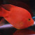 活体宠物血红鹦鹉鱼淡水中大型热带观赏鱼元宝发财鱼鹦鹉鱼活体鱼红财神鱼 12-14cm红鹦鹉1条