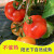 陕西泾阳普罗旺斯沙瓤西红柿自然熟当季新鲜水果生吃粉番茄孕妇 4.5斤 正宗普罗旺斯【大果】净
