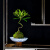 瀚林怡景（HANLINYIJING）水培绿植罗汉松室内客厅办公室桌面茶几小盆栽植物水养苔藓微景观 水培罗汉松-款式一