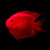 活体宠物血红鹦鹉鱼淡水中大型热带观赏鱼元宝发财鱼鹦鹉鱼活体鱼红财神鱼 12-14cm红鹦鹉1条