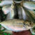 十里馋3斤养殖巴浪鱼鲜活鳀鱼新鱼巴浪鱼新鲜冷冻水产海鲜2-3条左右/斤