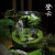 喵小杏趣味苔藓微景观创意桌面生态瓶盆栽盆景摆件造景办公室植物绿植物 登云
