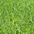 共泰 仿真草坪 翠绿小草30针单背胶 场地铺设草坪地毯装饰园林绿化 1m²