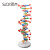 SiQiDNA双螺旋分子结构模型大号高中带底座脱氧核苷酸链碱基对遗传基因染色体双链分子结构模型生物 DNA双螺旋结构模型（小号）
