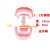 牙科标准牙模型牙齿模型牙模教学假牙幼儿园刷牙练习口腔儿童模型 【2倍大模型-下牙可拆卸】牙刷