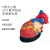 人体心脏模型心脏搭桥模型心内科心脏解剖教学模型自然大心脏 5倍心脏(39个标识)