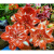 【5颗装】重瓣朱顶红大花盆栽花卉植物客厅绿植花卉大全 樱花 5颗+肥