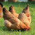 半斤纯种麻羽鸡鸡正宗绿壳蛋鸡散养下蛋鸡土鸡纯种小鸡活 1斤左右麻羽鸡6只（2公4母）