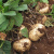 贵州新鲜现挖现发地瓜白土瓜凉薯带泥土发货沙地种植脆甜 3斤