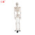 仁模RM-102人体骨骼模型85CM缩小全身骨骼模型竖立骨架骨头骷髅仿真模型