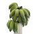 鲜以优禁止蕉绿整串带杆小米蕉芭蕉办公室水培插花工位绿植水果赠随机卡 一串带杆 7斤 -9斤（3-5把蕉）赠卡