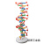DNA双螺旋结构模型大号高中分子结构模型60cmJ33306脱氧核苷酸链 DNA模型拼装材料