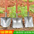 探福（TANFU）(桔色加厚平头铲)全钢钢锹木柄锹农用铁锹锰钢铁铲工具机床备件P1178