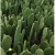 心头肉墨西哥米邦塔仙人掌盆栽外敷种植做菜观赏仙人掌 8年老片10斤装 不含盆