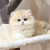 蓝金渐层矮脚猫幼猫纯种宠物猫咪赛级ay12色英短蓝金渐层小猫幼崽 血统级