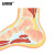 安赛瑞 人体关节肌肉模型 脚关节骨骼肌肉模型 解剖模型MRI踝关节剖面骨科疼痛科教学 601534