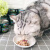 OSRI泰鱼猫罐头 进口白肉猫湿粮 宠物猫咪奖励零食罐吞拿鱼肉营养食品 成猫罐吞拿鱼+虾仁味80g