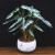 纳格兰小仙女植物盆栽花观音莲竹芋办公室内植物客厅桌面 小仙女塑料盆(一盆) 不含盆