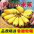广西小米蕉【自然熟】应当季国产水果小香蕉现摘现发苹果小芭蕉 农家小米蕉 5斤