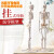 山顶松 人体骨骼模型 骨架人体模型 成人小骷髅教学模型脊椎全身 85CM立式无椎间盘神经 1副 