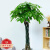 CLCEY绿植办公室盆栽客厅大型植物 绿巨人60-80厘米 含盆(原盆