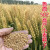 旺园兴国审小麦原种烟农1212高产矮杆大穗冬小麦种子抗倒伏强筋大田 绿小麦种子3斤