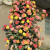 行湘 爬藤月季 爬墙庭院开花花卉盆栽 焦糖约50-70cm高度（2棵）
