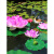 曲美思仿真荷花塑料荷叶假荷叶水池装饰假睡莲花鱼池水上漂浮假鸳鸯青蛙 (单朵荷花28公分 紫色