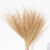 欧彤（OUTONG）TO-0211 铁扫把 植物小扫把环卫物业用笤帚金丝草扫帚