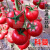 菜友番茄种籽粉果西红柿种籽荷兰进口高产抗病大果型早熟蔬菜种籽科曼 科曼番茄种子500粒分装