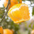 赣馨园 当季甜橙子新鲜水果正宗夏之橙广西桂林薄皮脐橙 9斤 60mm(含)-65mm(不含)