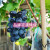 稀有果果苗嫁接新品种葡萄苗贝达3309砧木5罗马红宝石葡萄树苗 3年一级苗保成活