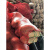 网袋装大蒜洋葱加密网眼编织袋鸡鸭包装袋南瓜土豆网兜工业品 橘黄加密加厚45x75(承重约40斤 100条