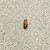 文玩葫芦镶口DIY鼻烟壶盖子黄铜铜口葫芦饰品配件手捻葫芦配件 8mm带红玛瑙珠一