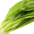 油麦菜种子四季播高产生长迅速青菜种籽家庭田园阳台盆栽蔬菜种孑 长耕四季米香油麦菜10g原装