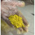 天然矿物颜料 石黄大黄雌黄鹅黄明黄正黄色岩彩国画唐卡壁画颜料 雌黄 500g