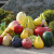 万棠大型玻璃钢仿真植物蔬菜南瓜装饰品水果雕塑公园农场模型造景摆件 军绿色 山竹/长90cm