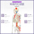 动力瓦特 人体骨骼模型 脊椎神经模型 骨架着色模型 85cm带肌肉起止点标识（半身） 
