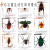 真蝴蝶树脂教具教学植物标本甲虫动物蝗虫蚂蚁标本昆虫儿童礼物 送拟水狼蛛餸