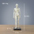 鸣朗人体肌肉模型骨骼绘画CG参考标版解剖美术临摹雕塑仿真头骨骷髅头 30CM人体仿古黄一对（两个）