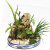 穆淳傲吸水石上种的植物上水石假山绿植水陆缸雨林缸造景苔藓微景观盆景 套餐2 (4样)