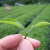 红允台湾大禹岭高冷茶阿里山梨山冻顶高山茶奶香乌龙茶茶叶 300g红白