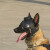楷久 警犬搜捕侦察作战指挥系统 人犬分离工作 实时长距离传输音视频 KJ-HDD04B