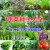 家庭种植蔬菜种子大全四季盆栽阳台庭院小菜园农家有机春夏秋籽孑 盆栽番茄1包约80粒